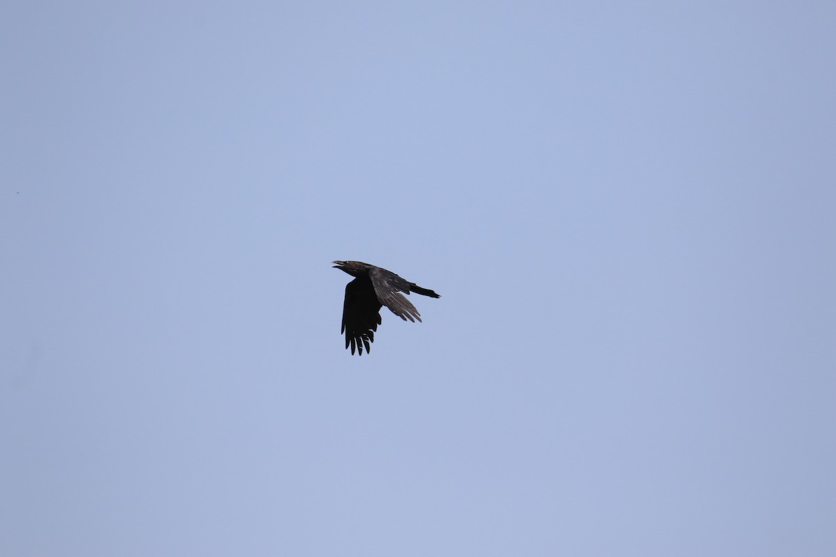 Common Raven - Kuang-Ping Yu