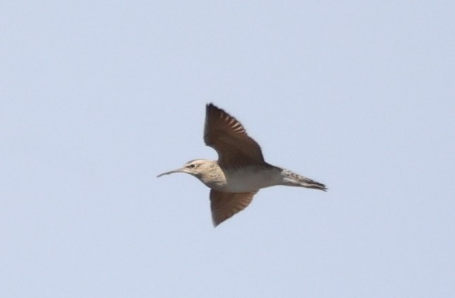 Little Curlew - ML618082358