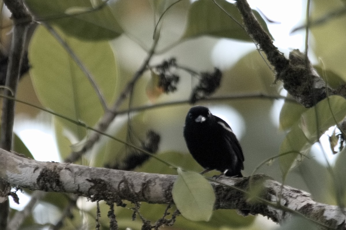 White-shouldered Tanager - ML618082379