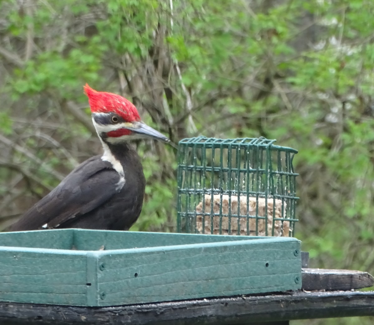 Pileated Woodpecker - ML618082435