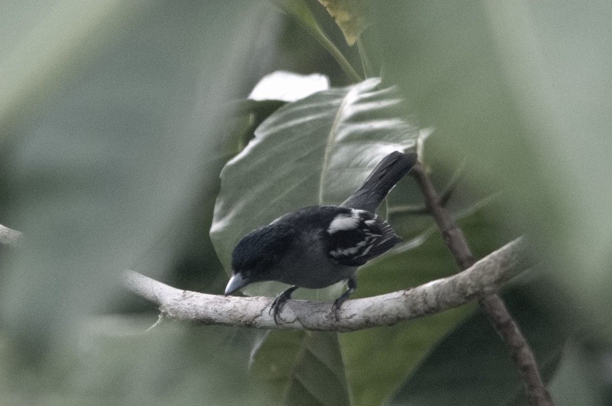 White-winged Becard - Kevin Thompson