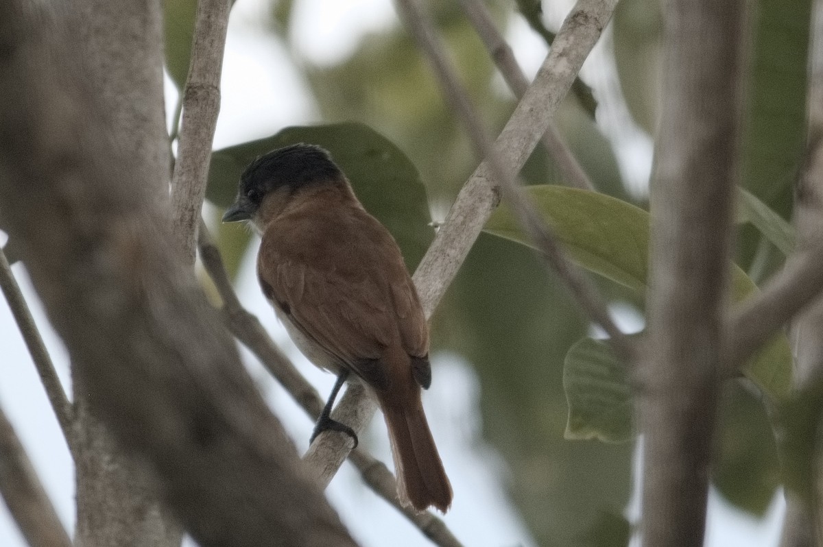 Rose-throated Becard - Kevin Thompson
