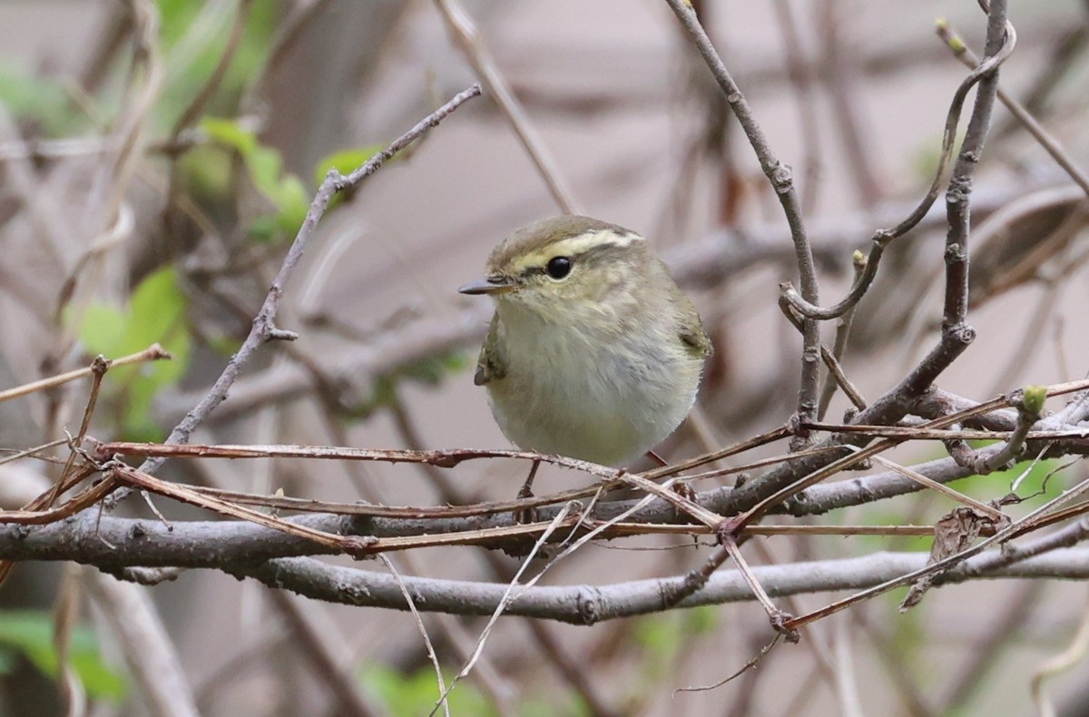 Yellow-browed Warbler - ML618082492