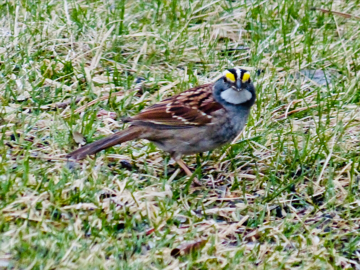White-throated Sparrow - Carole Couture