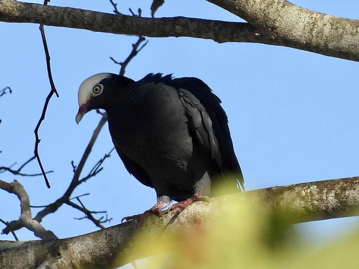 White-crowned Pigeon - ML618082510