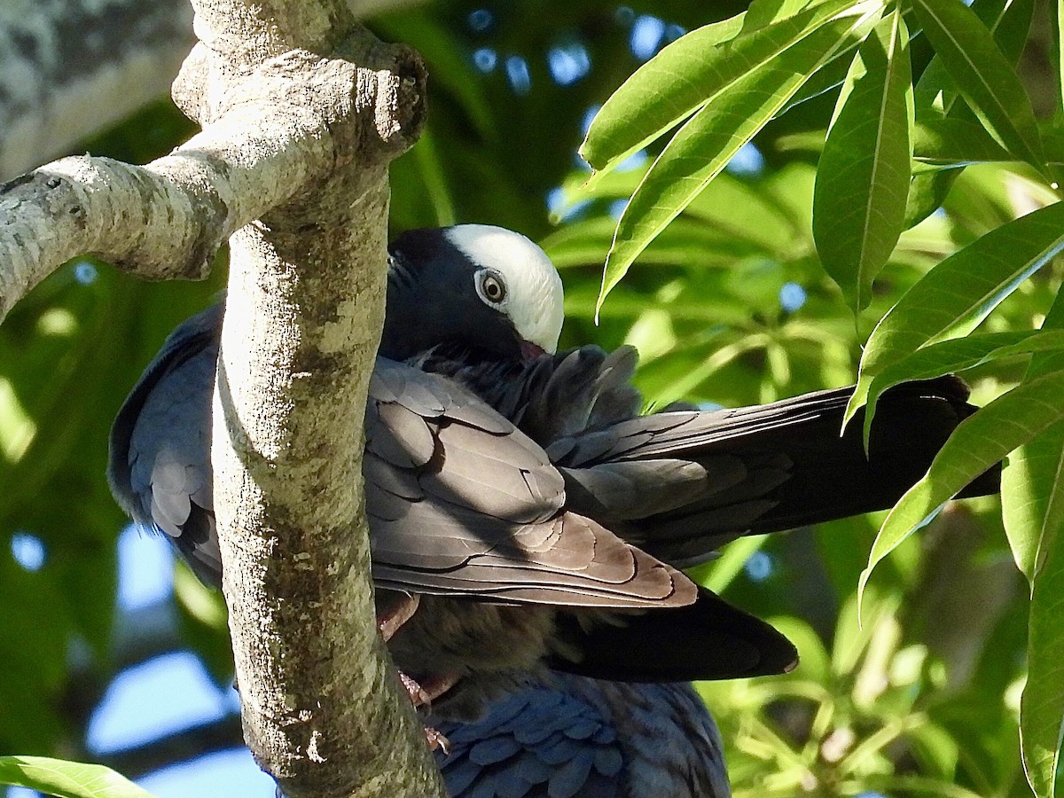 White-crowned Pigeon - ML618082511