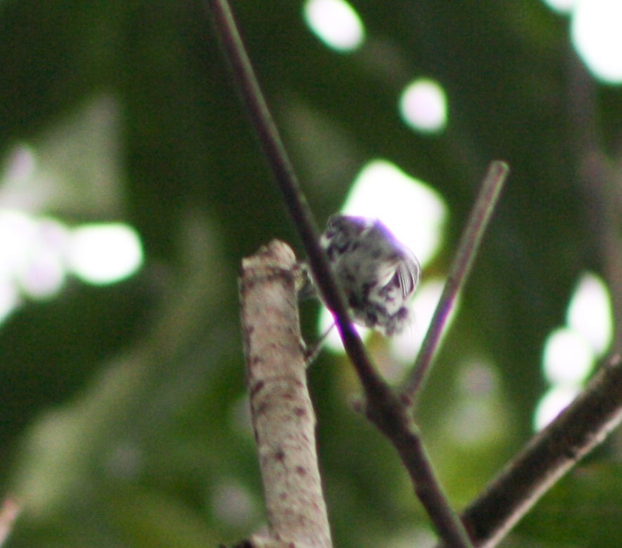 Black-and-white Warbler - yuzaima ortiz