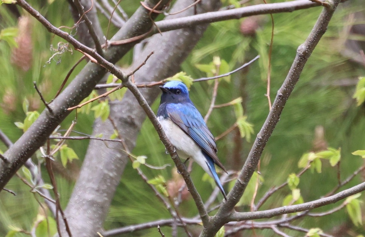 Blue-and-white Flycatcher - ML618082557