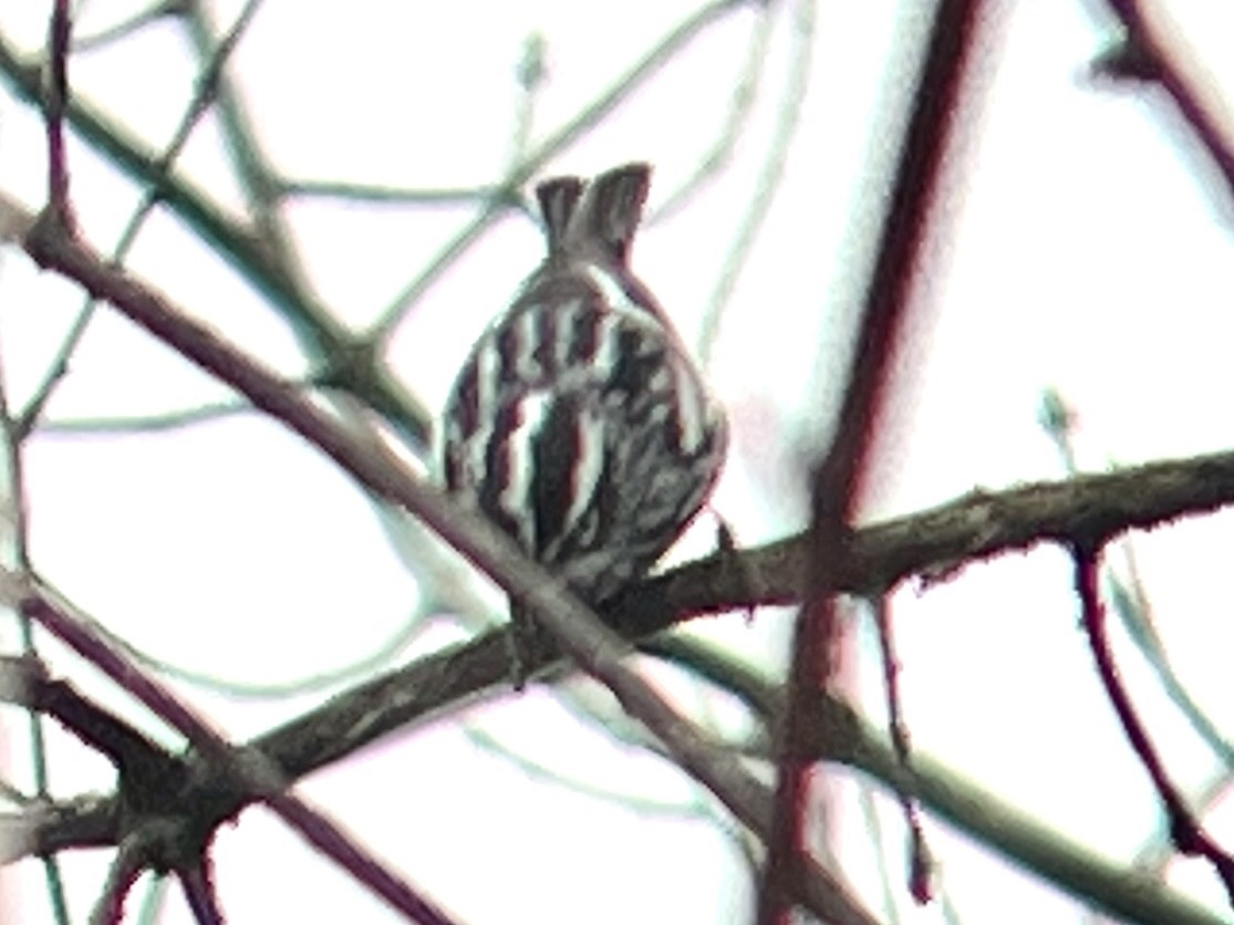 Black-and-white Warbler - ML618082666