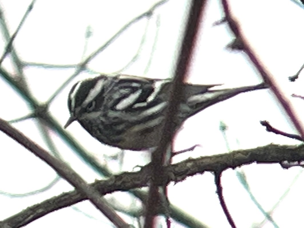 Black-and-white Warbler - ML618082667