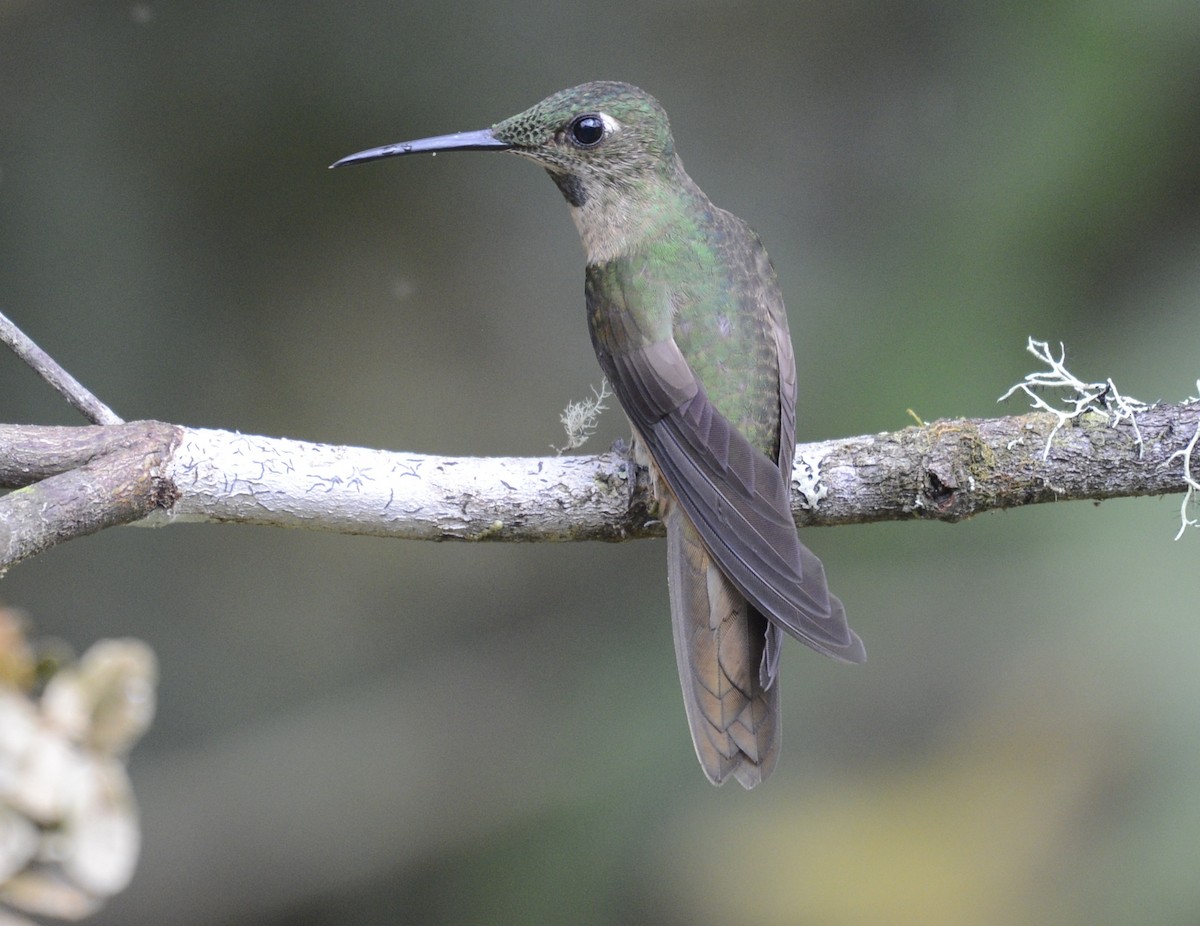 kolibřík hnědobřichý - ML618082682