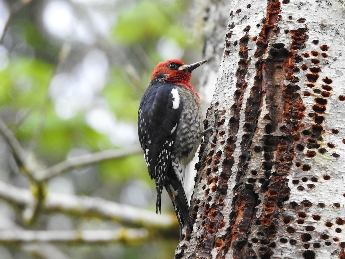 Red-breasted Sapsucker - Cathy Carlson