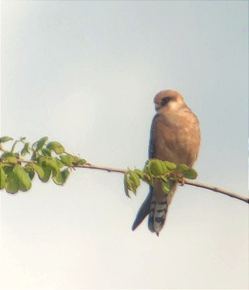 Red-footed Falcon - ML618082696