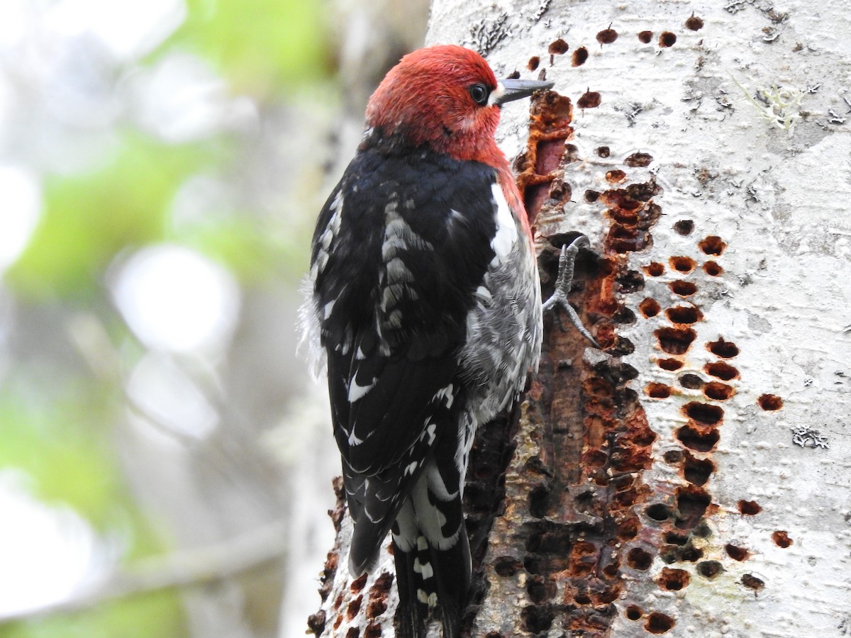 Red-breasted Sapsucker - ML618082706