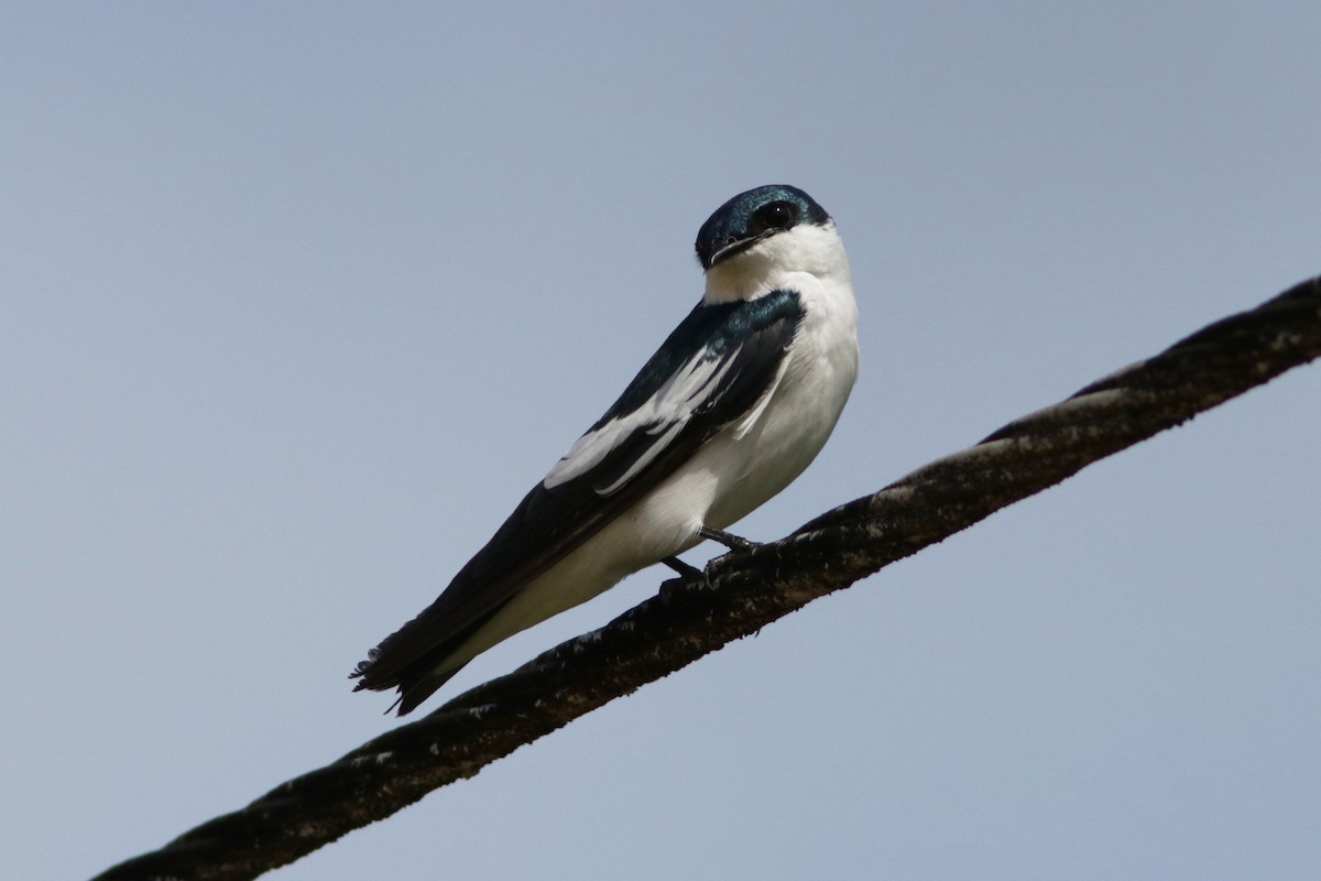 White-winged Swallow - ML618082708