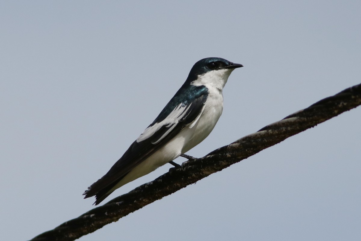 White-winged Swallow - Richard Dunn