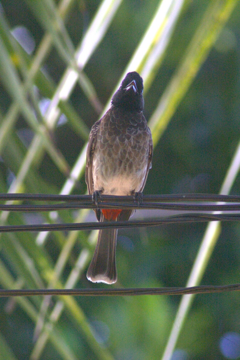 Red-vented Bulbul - ML618082756