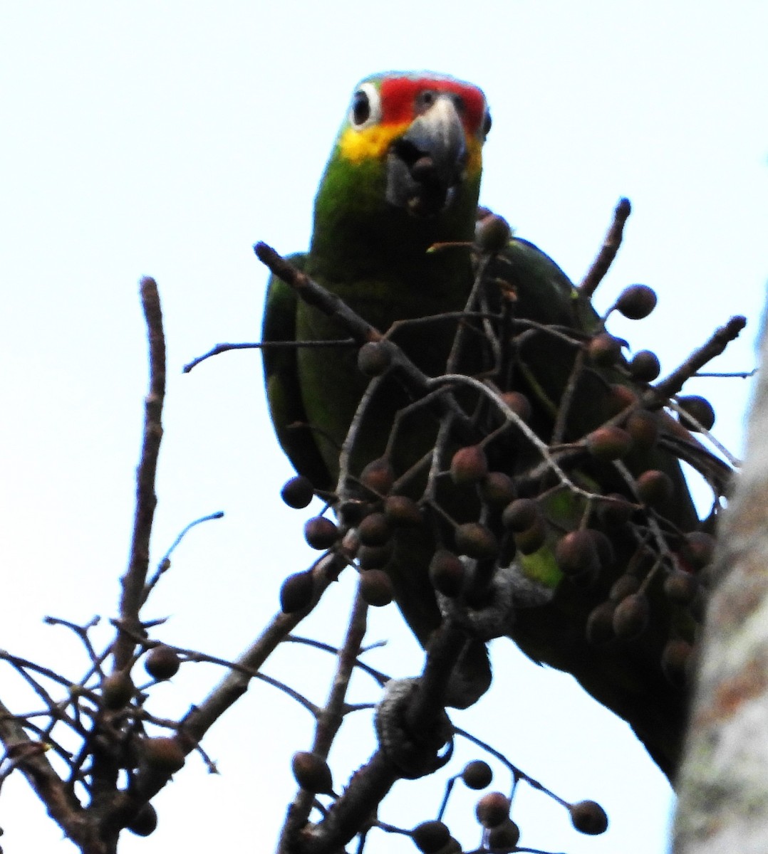 Red-lored Parrot - ML618082770