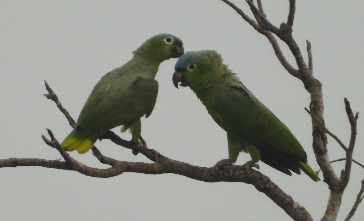 Olive-throated Parakeet - ML618082787
