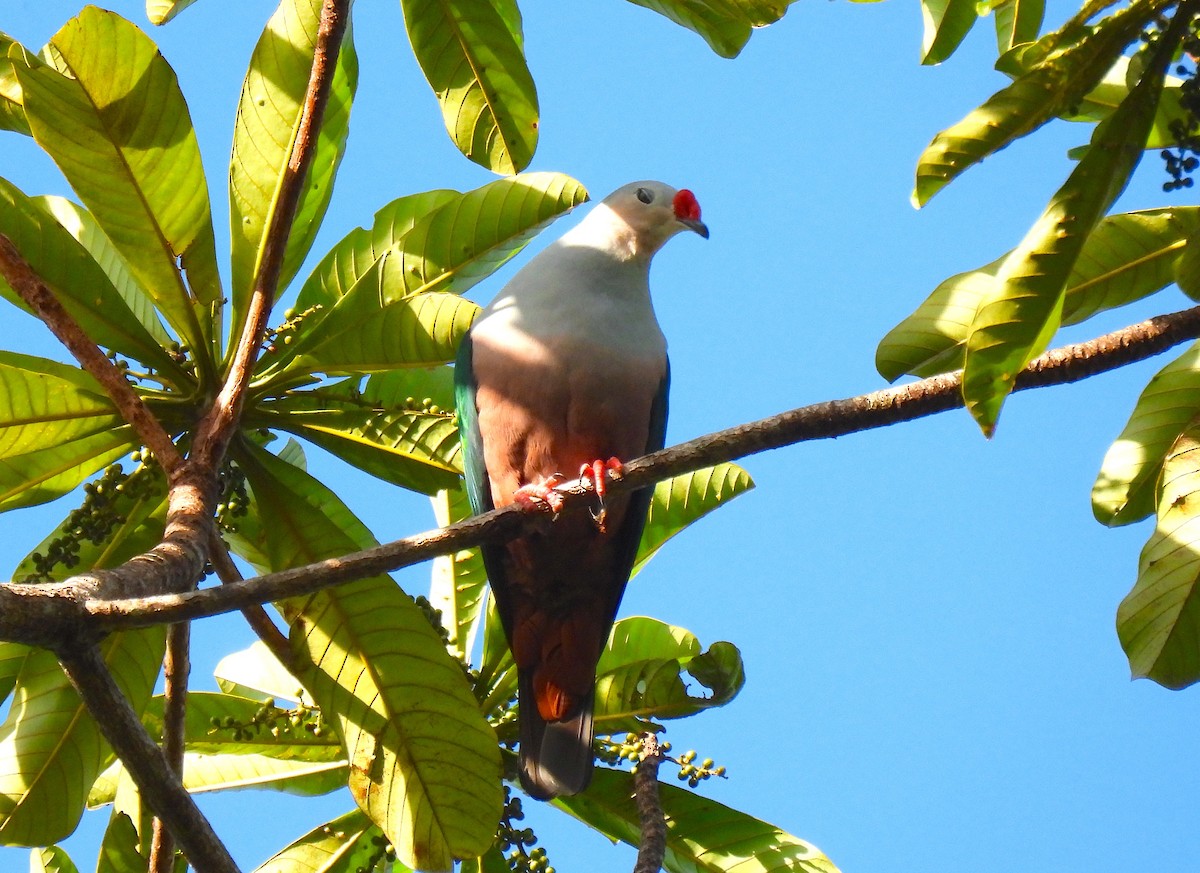 Red-knobbed Imperial-Pigeon - ML618082843