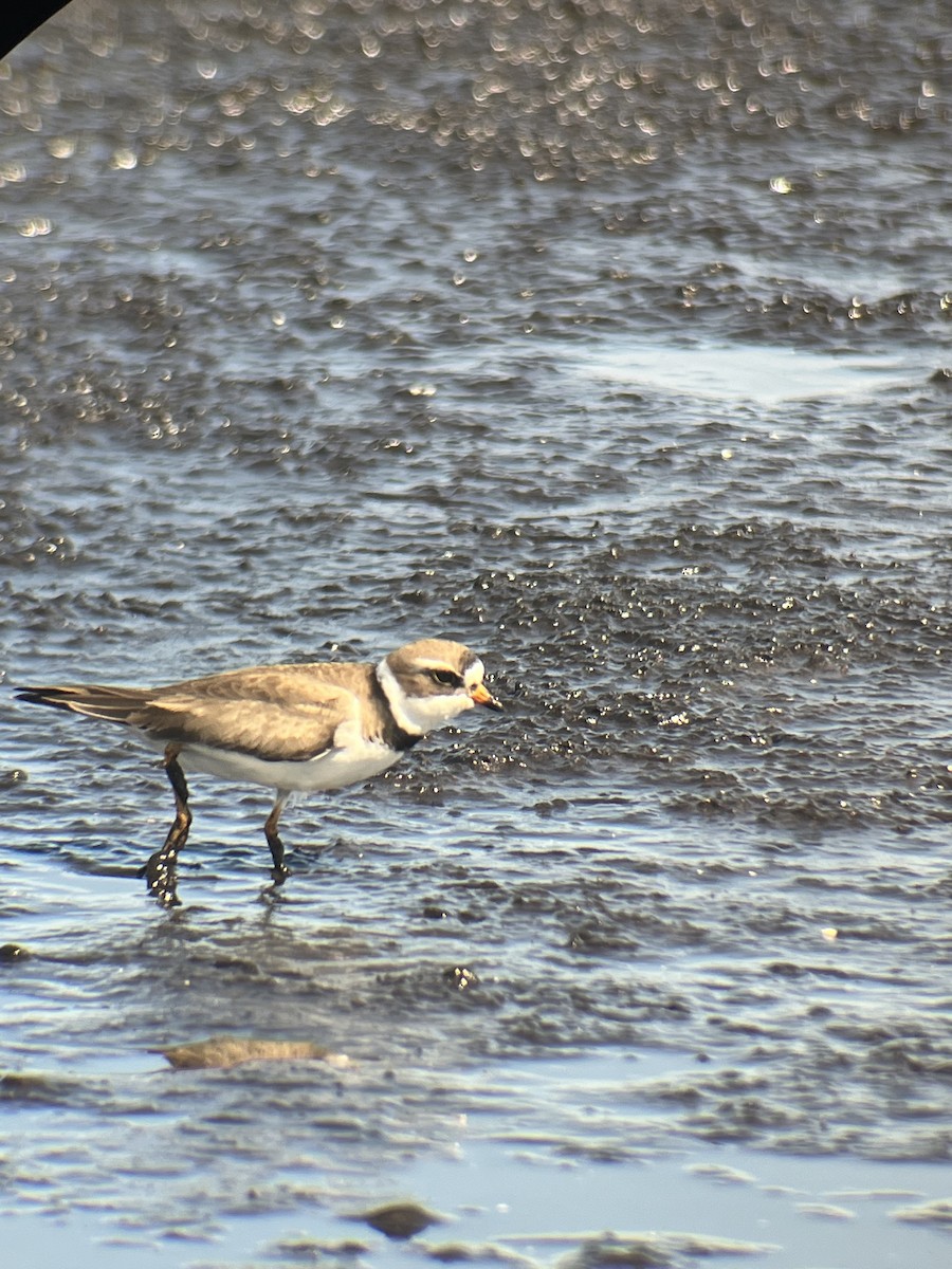 Semipalmated Plover - Ethan Landreville