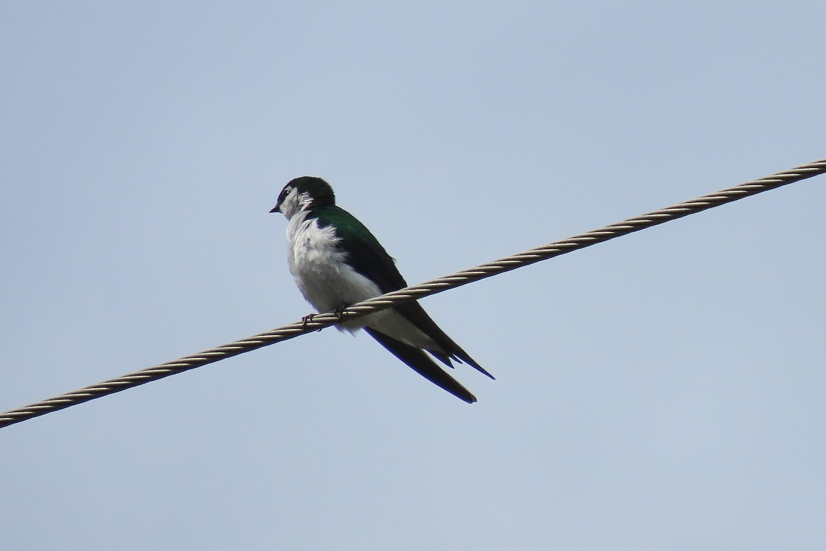 Violet-green Swallow - ML618082887