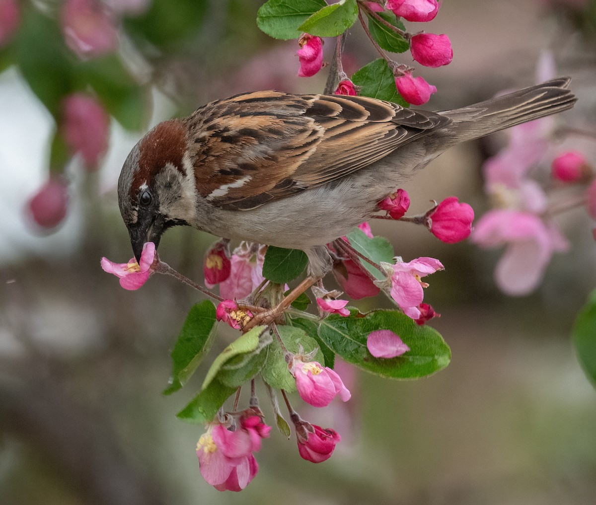 House Sparrow - Tom Warren