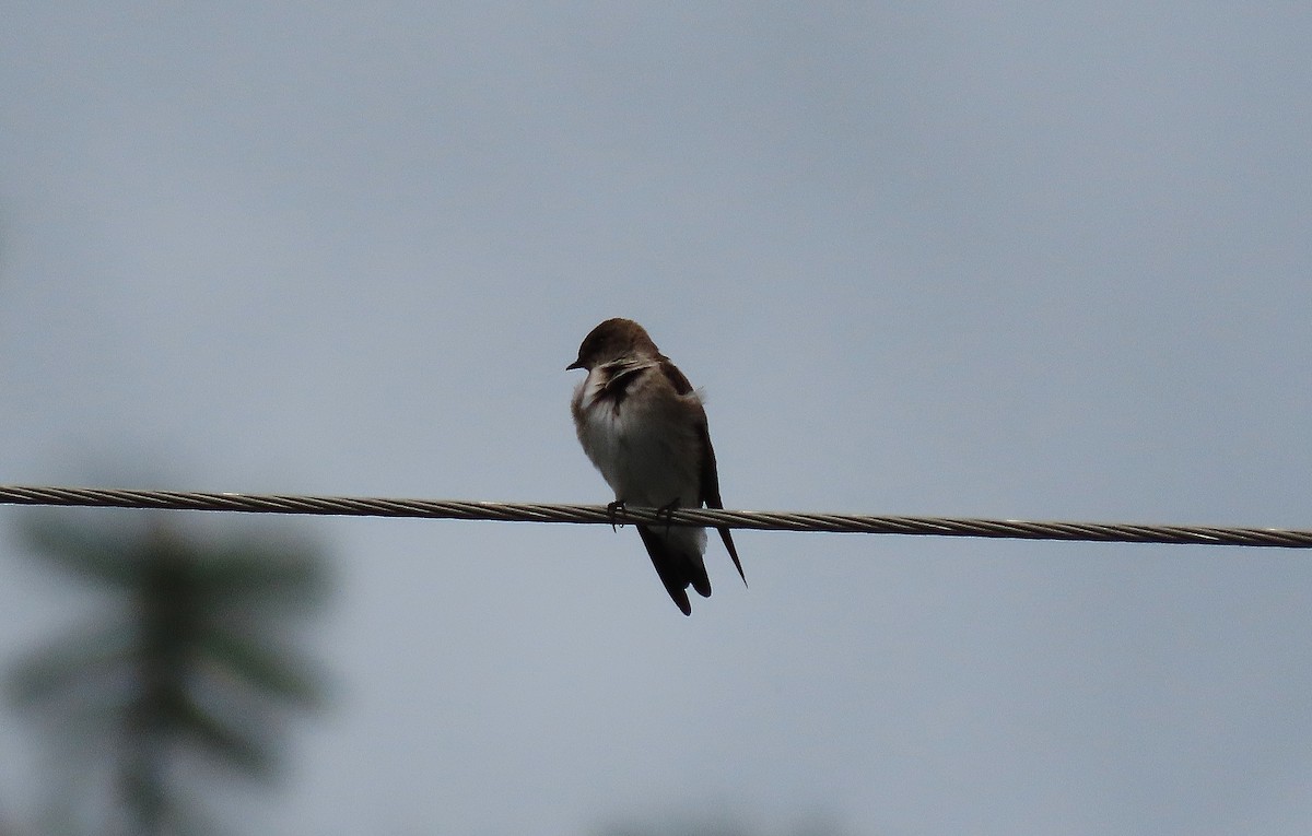 Northern Rough-winged Swallow - ML618082915