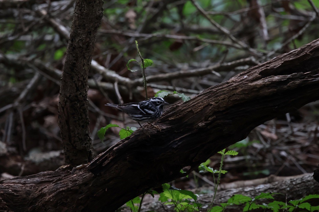 Black-and-white Warbler - ML618082936