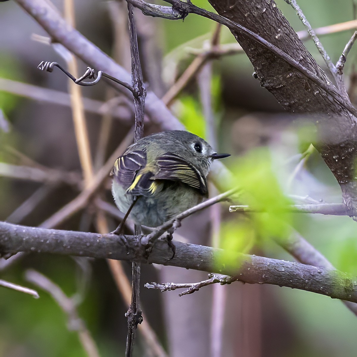 Ruby-crowned Kinglet - Brian Peterson