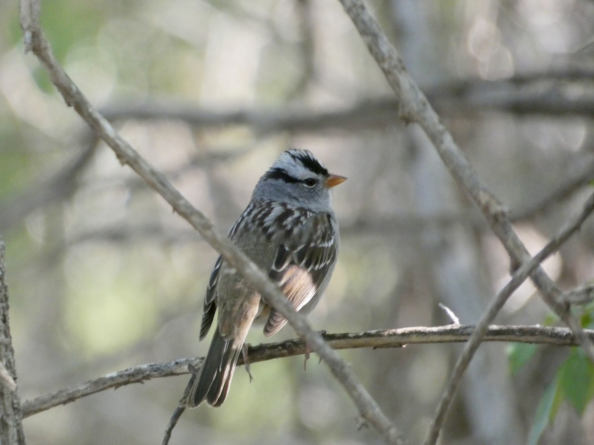 White-crowned Sparrow - Eddie Avellaneda