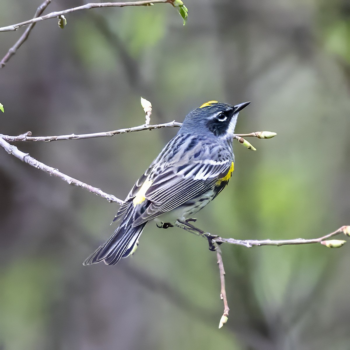 Yellow-rumped Warbler - Brian Peterson