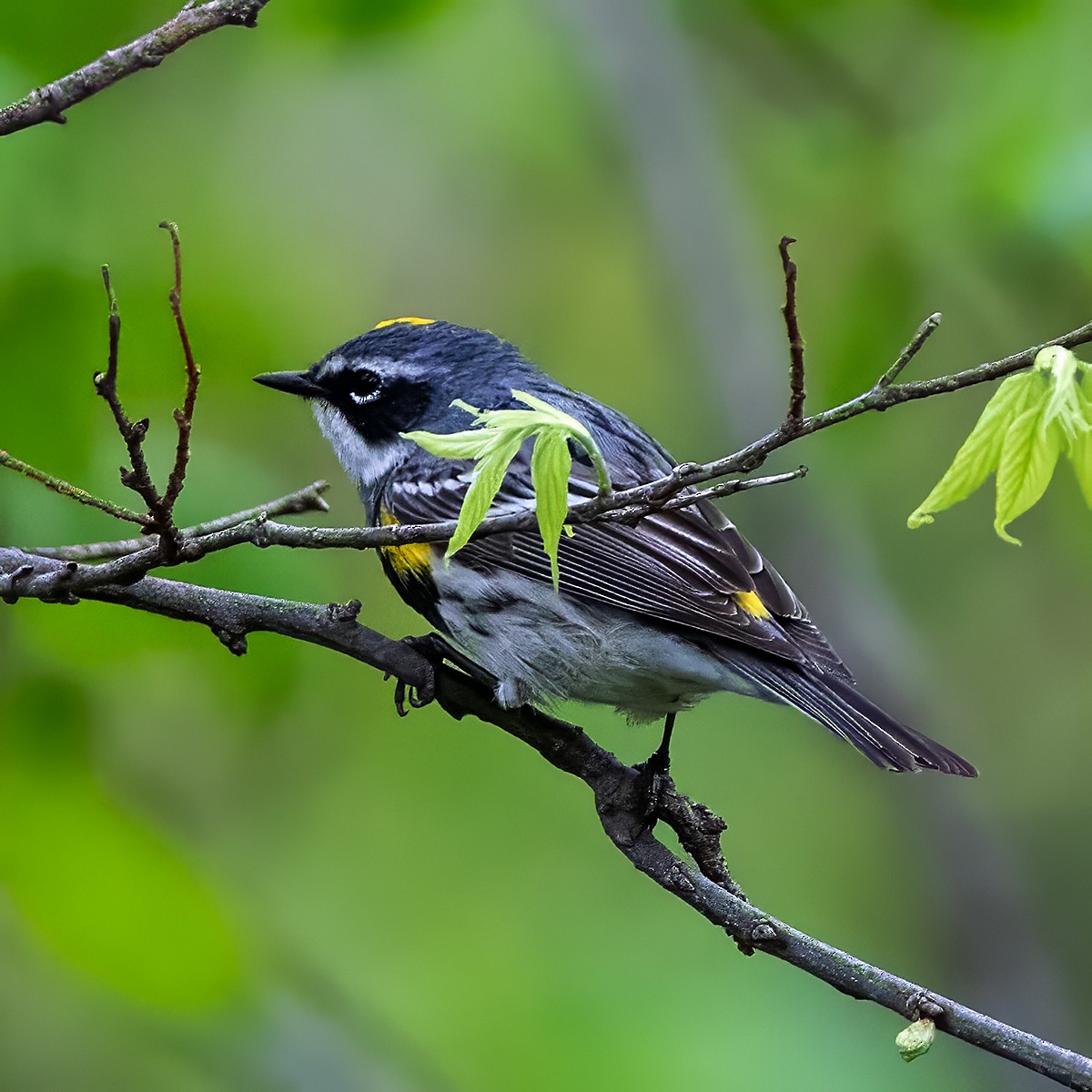 Yellow-rumped Warbler - Brian Peterson