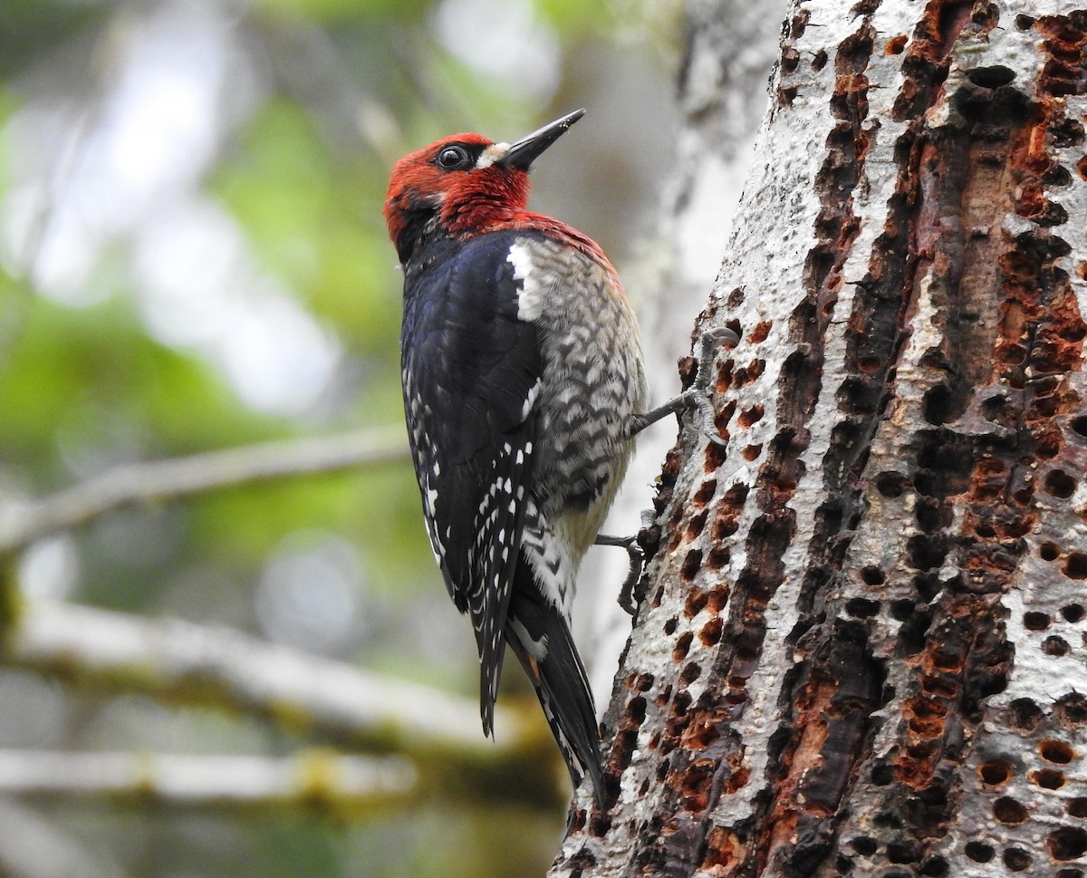 Red-breasted Sapsucker - ML618082997
