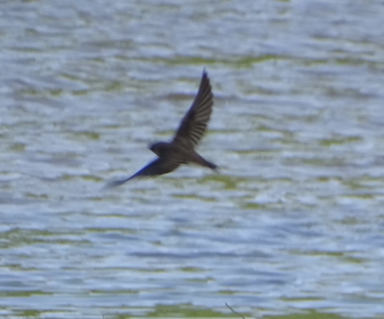 Northern Rough-winged Swallow - Robert Solomon