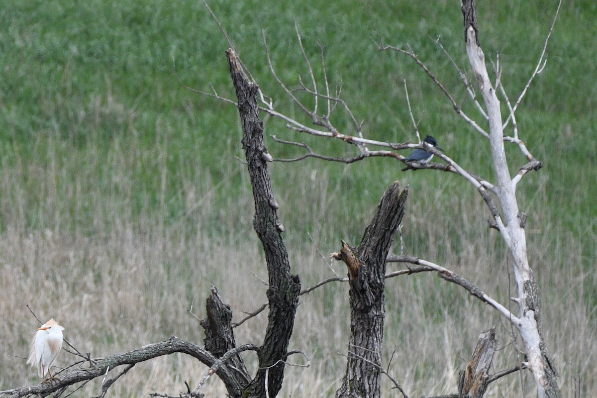 Belted Kingfisher - ML618083026