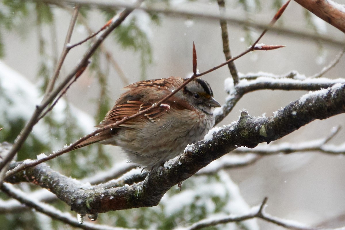 White-throated Sparrow - Elodie Roze