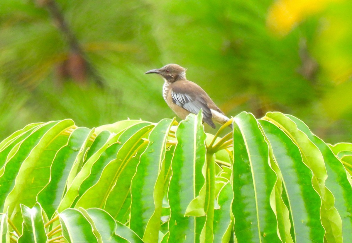 New Caledonian Friarbird - Marianne Walsh