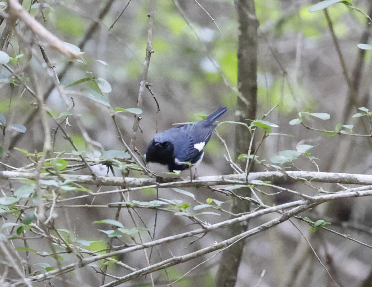 Black-throated Blue Warbler - David McQuade