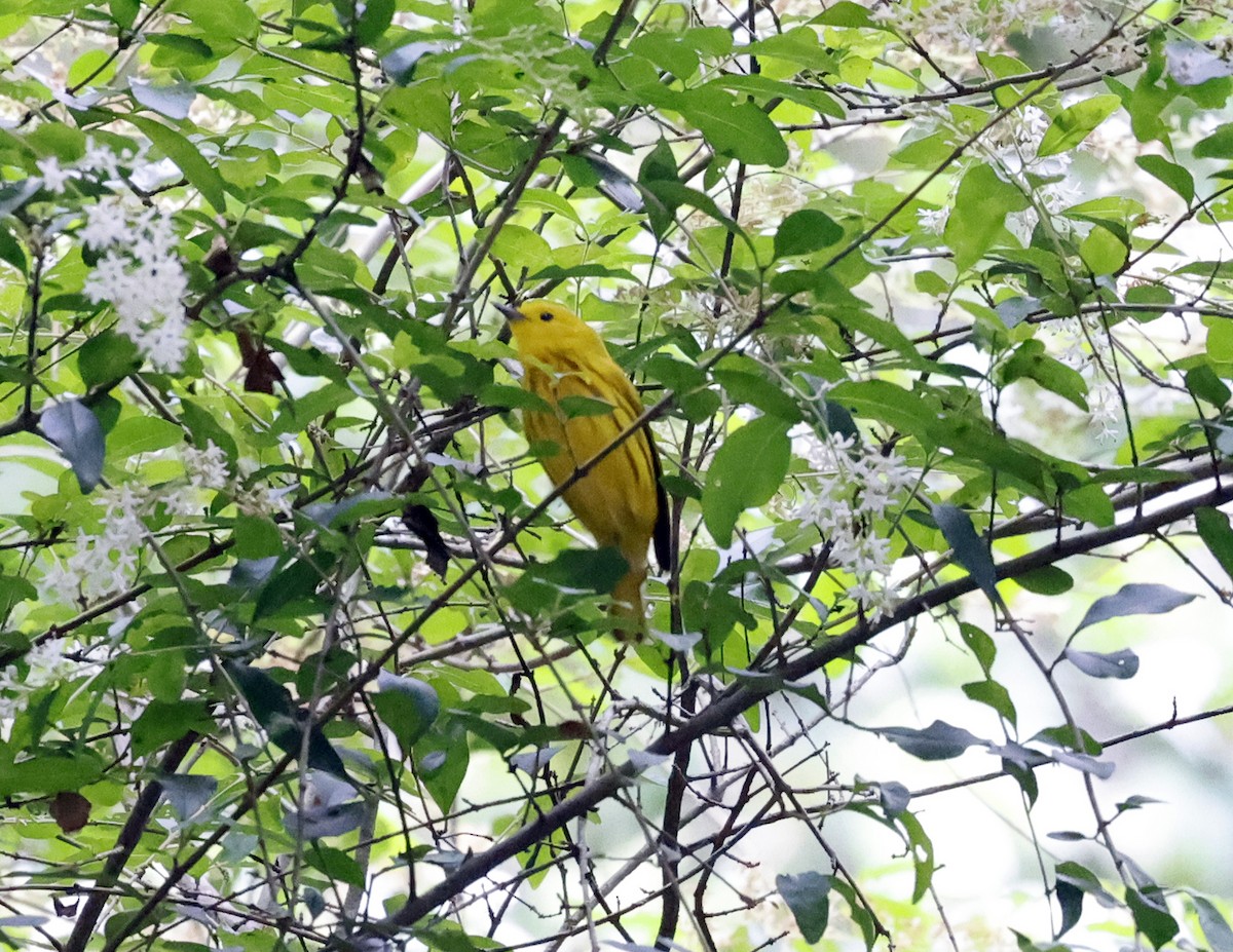 Yellow Warbler - ML618083078