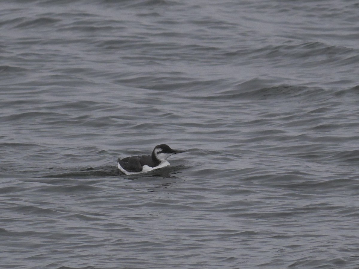 Common Murre - Tom Carley