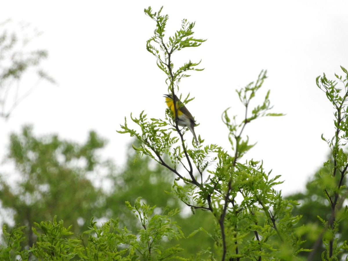 Yellow-breasted Chat - ML618083085