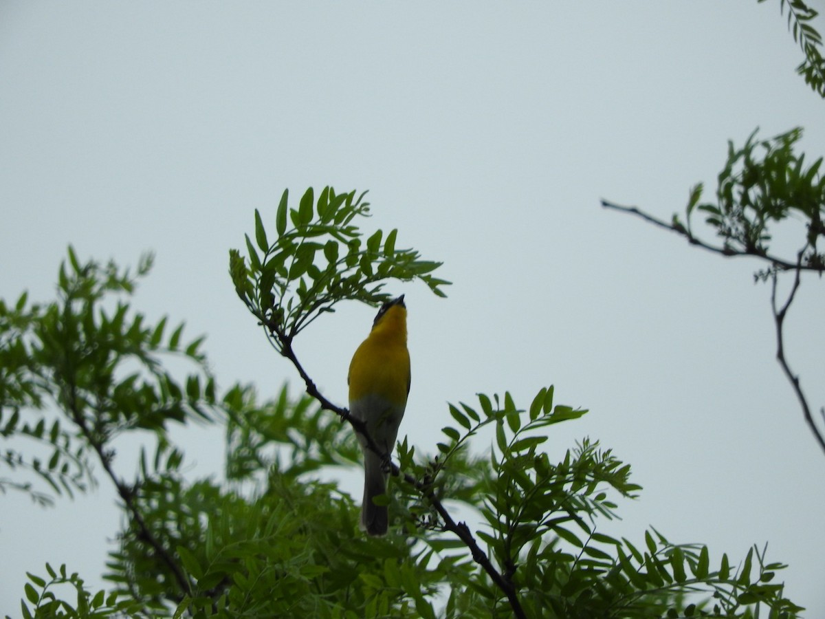 Yellow-breasted Chat - ML618083086