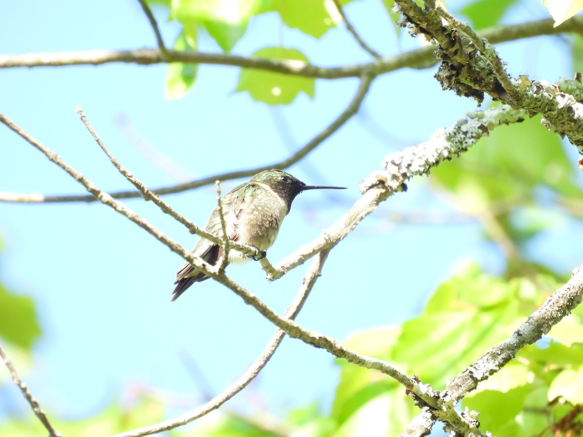 Ruby-throated Hummingbird - Lily Knepp