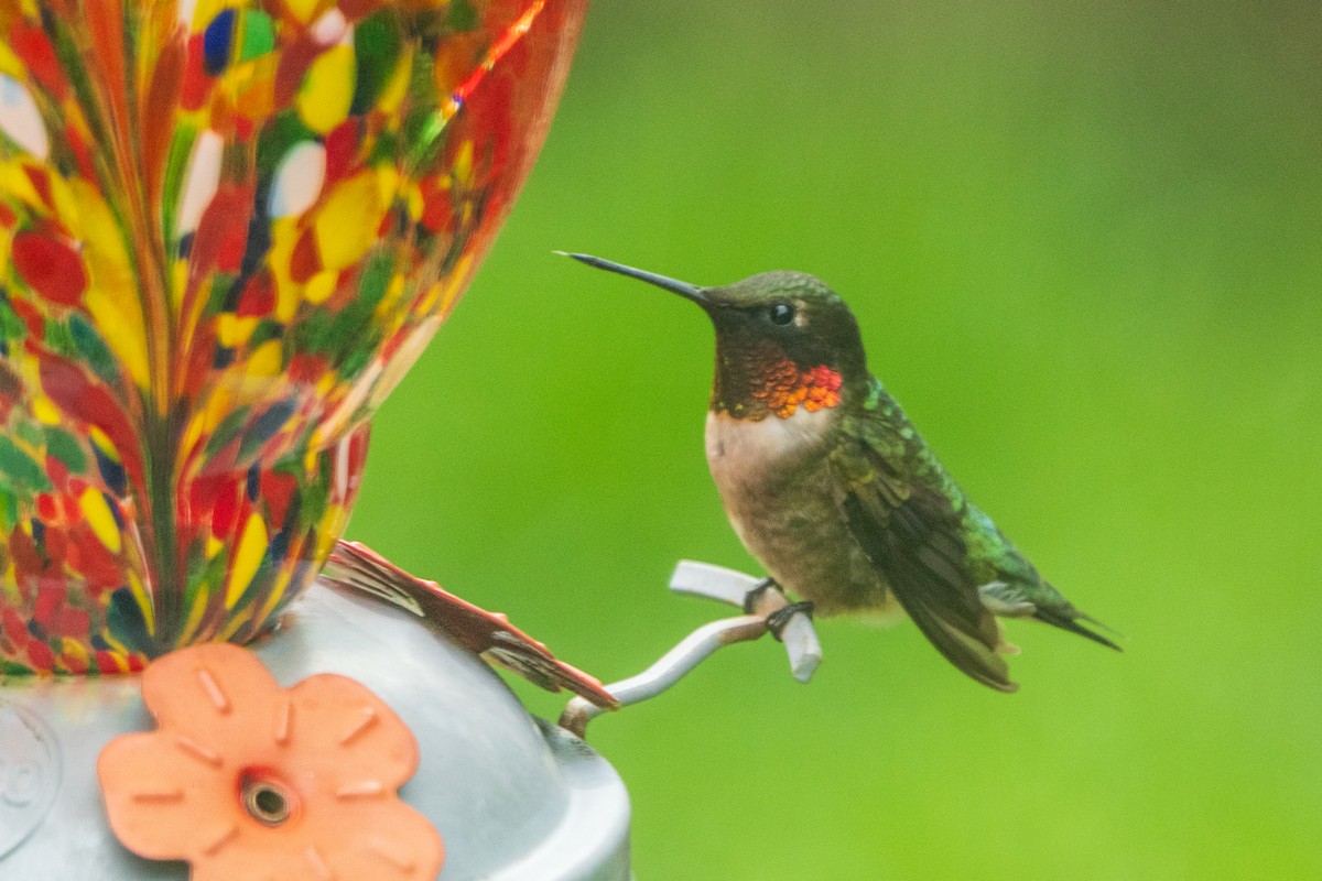Ruby-throated Hummingbird - Craig VanOverberghe