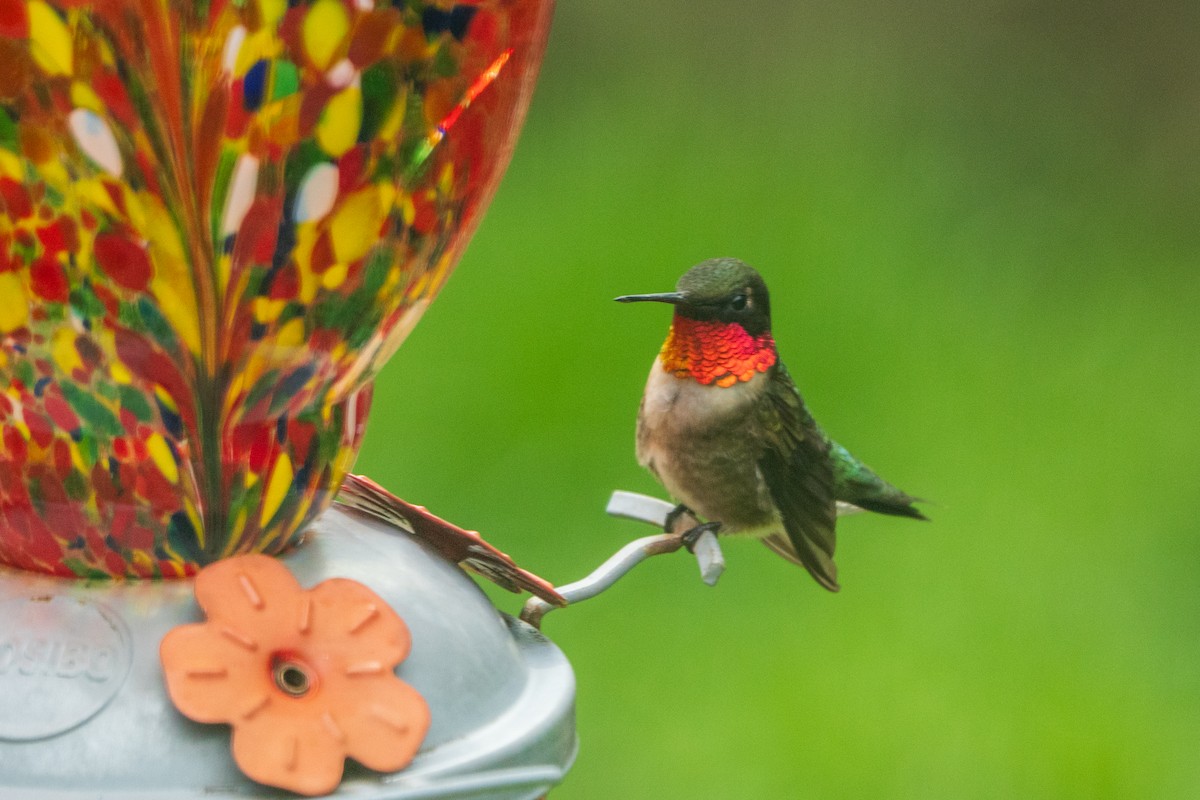 Ruby-throated Hummingbird - Craig VanOverberghe
