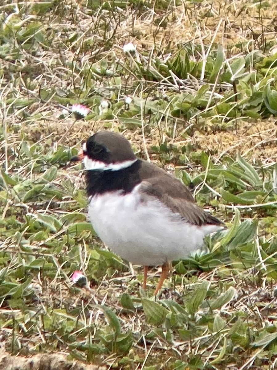 Semipalmated Plover - ML618083120