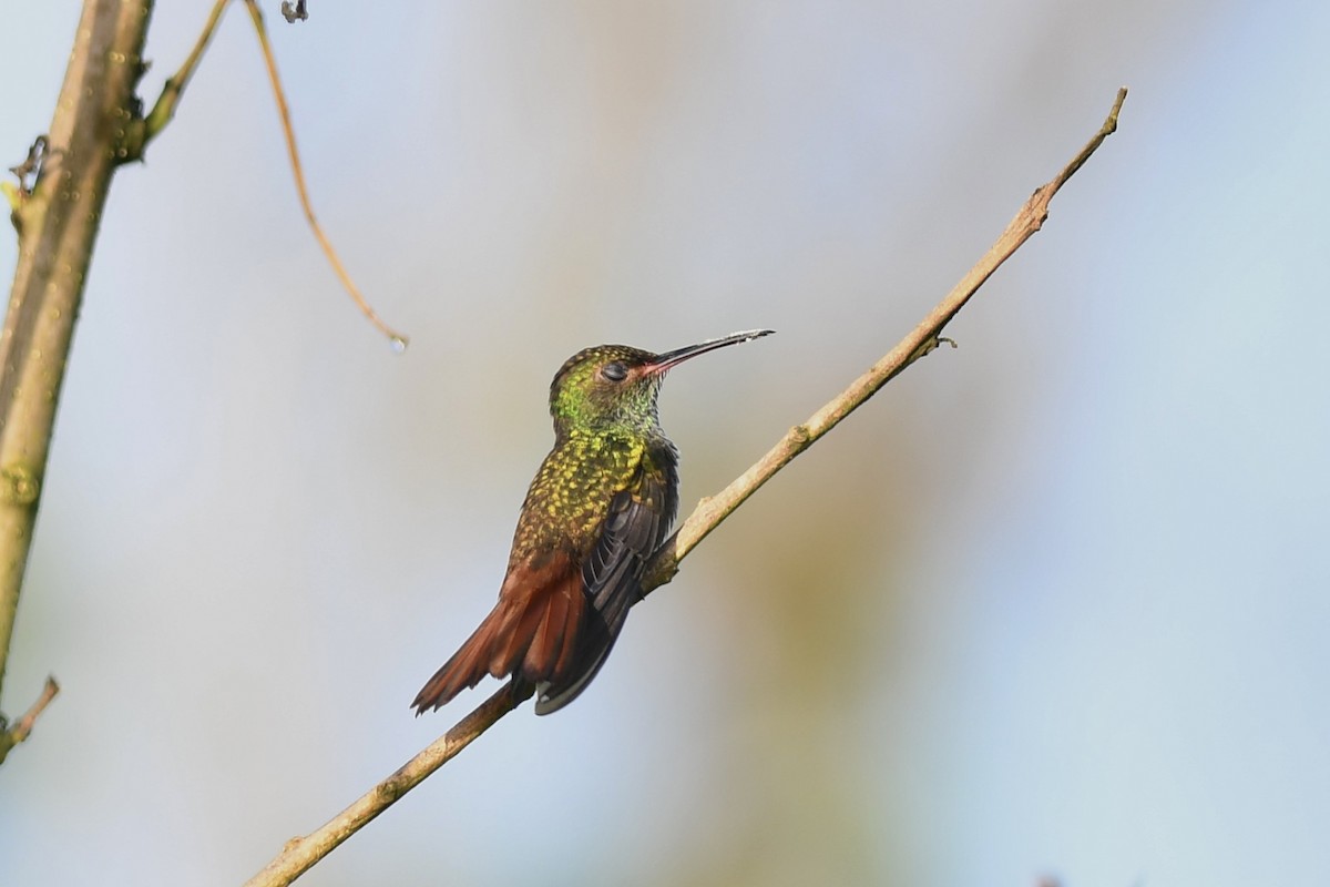 Rufous-tailed Hummingbird - ML618083137
