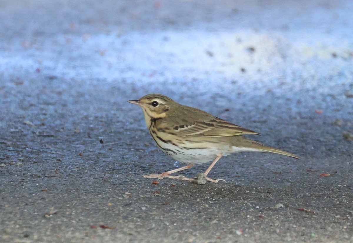 Olive-backed Pipit - ML618083139