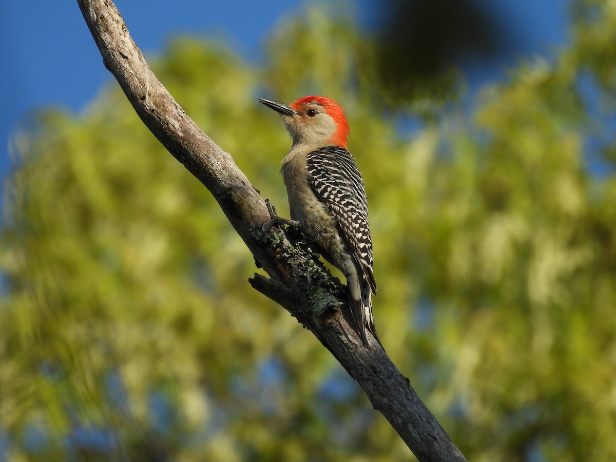 Red-bellied Woodpecker - Lily Knepp